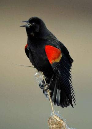 blackbird